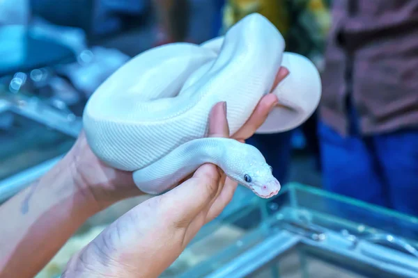 Snake är PET — Stockfoto