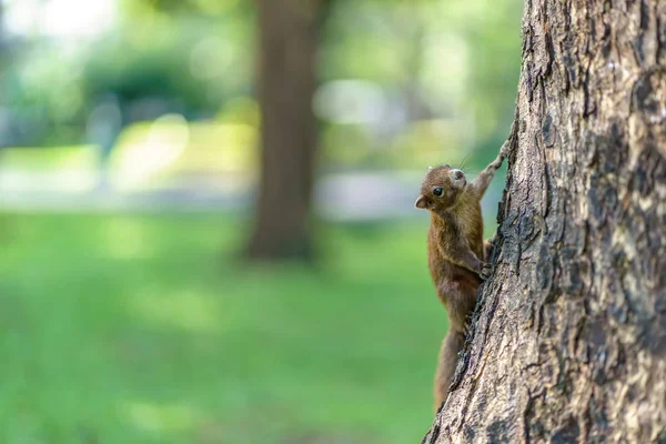 Маленька білка в лісі — стокове фото