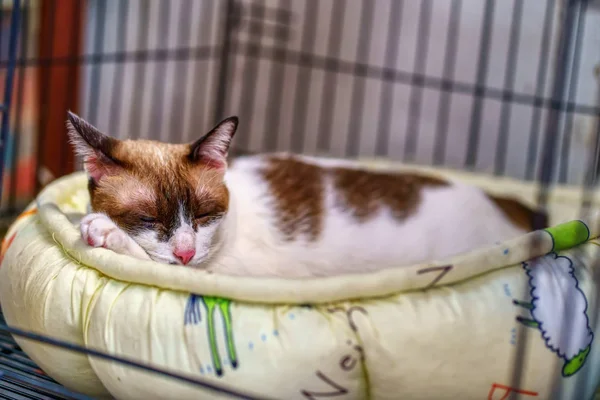 Кот спит на матрасе — стоковое фото