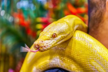 Albino Birmanya python