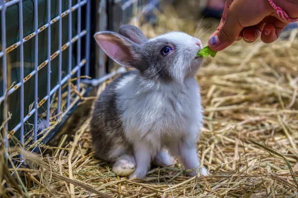 Os coelhos são pequenos mamíferos — Fotografia de Stock