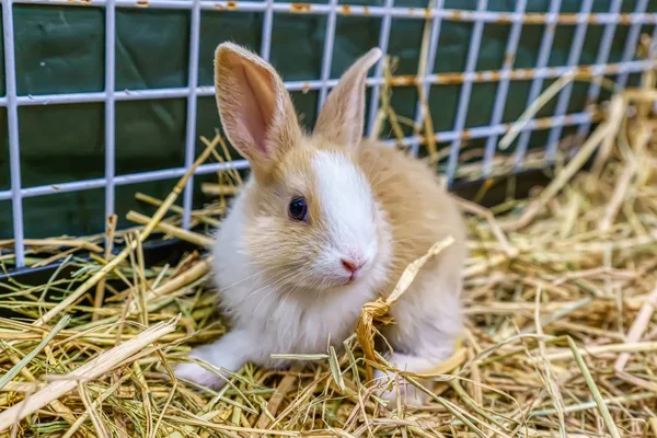 Rabbits are small mammals — Stockfoto