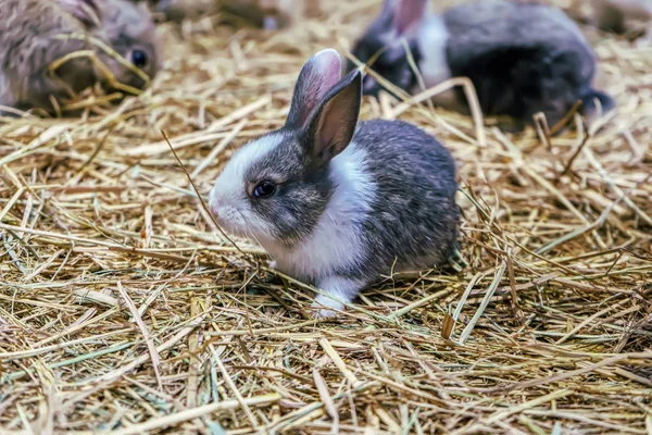 Rabbits are small mammals — 스톡 사진