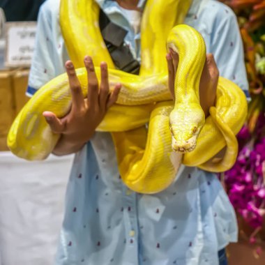 Albino Birmanya python