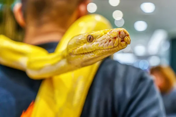 Albino burmese python — Stock Photo, Image