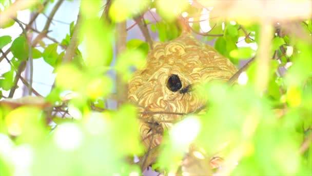 Wasp Flying Out Nest Find Food Nesting Materials — Stock Video