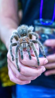 Dev örümcek elimizin altında. Tayland 'da popüler bir evcil hayvan..