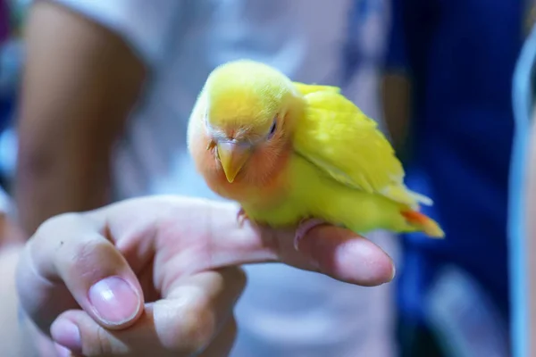 Parrot on hand. Bird is a popular pet in Thailand.