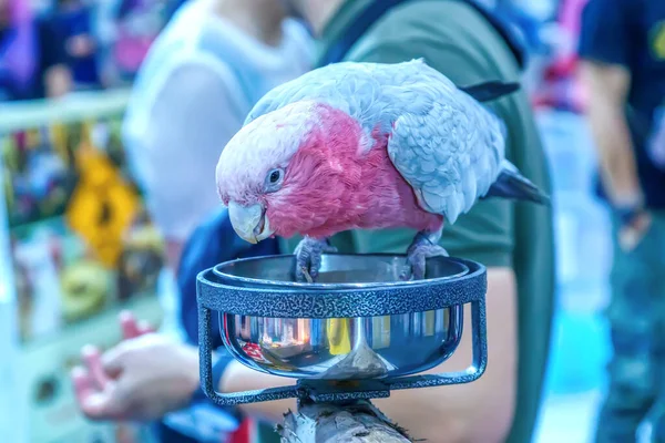 Папуга Їсть Їжу Птах Популярна Тварина Таїланді — стокове фото