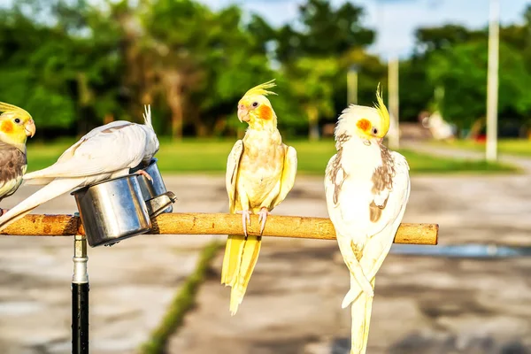 Loro Posado Una Rama Bird Una Mascota Popular Tailandia — Foto de Stock