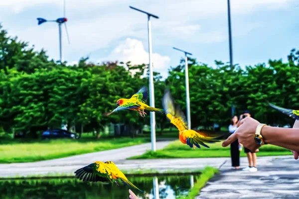 Loro Vuela Bird Una Mascota Popular Tailandia — Foto de Stock