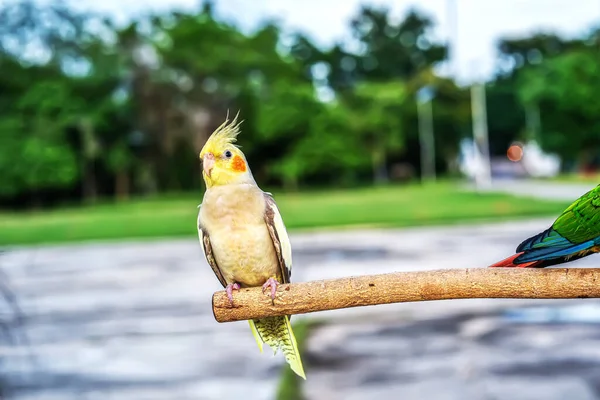 Papagei Hockte Auf Einem Ast Vogel Ist Ein Beliebtes Haustier — Stockfoto