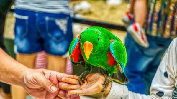 Eclectus Parrot Птах Популярна Тварина Таїланді — стокове фото