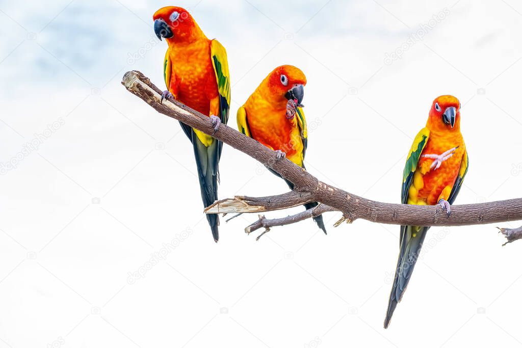 Conures perched on a branch. Bird is a popular pet in Thailand.
