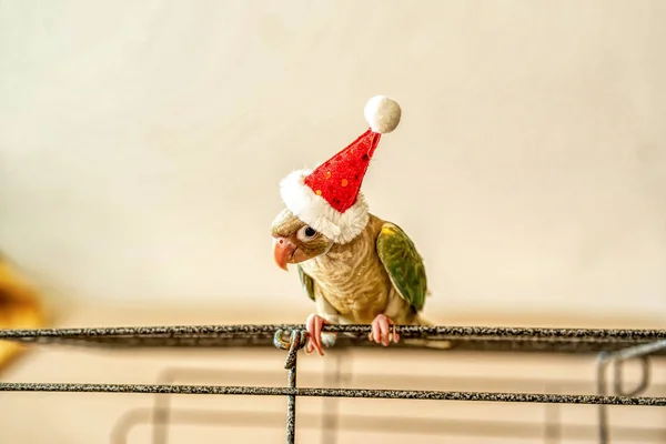 Yeşil yanaklı muhabbet kuşu mu yoksa Noel Baba Haçı şapkası takan yeşil yanaklı koni mi?.