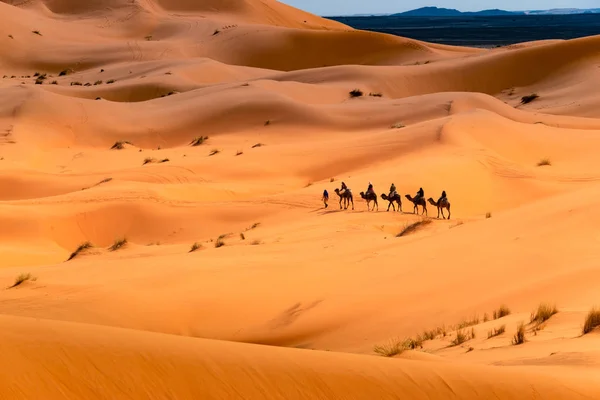 Ένας Οδηγός Και Αρκετούς Τουρίστες Περπατούν Μια Καμήλα Στην Έρημο — Φωτογραφία Αρχείου