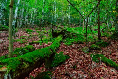 Ordesa ve Monte Perdido Milli Parkı yollar üzerinde