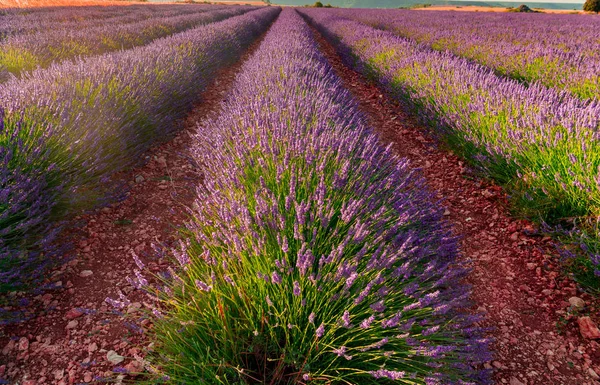 Los campos de lavanda florecen — Foto de Stock