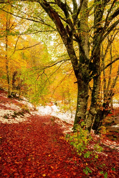 Fim Outono Primeira Neve Selva Irati Segunda Maior Faia Europa — Fotografia de Stock