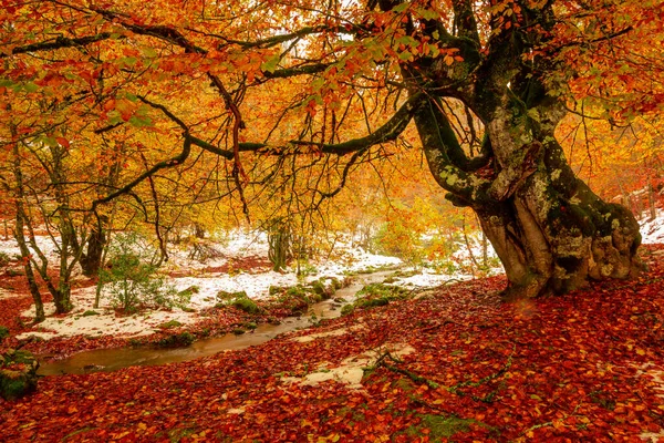 Fim Outono Primeira Neve Selva Irati Segunda Maior Faia Europa Fotografia De Stock