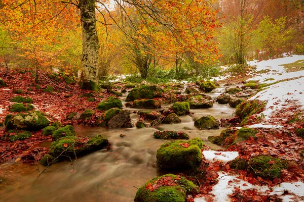 Fim Outono Primeira Neve Selva Irati Segunda Maior Faia Europa Imagem De Stock