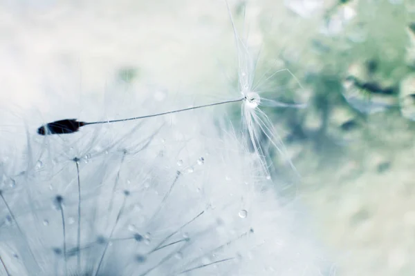 a drop of water on a dandelion. dandelion on a blue background with  copy space close-up