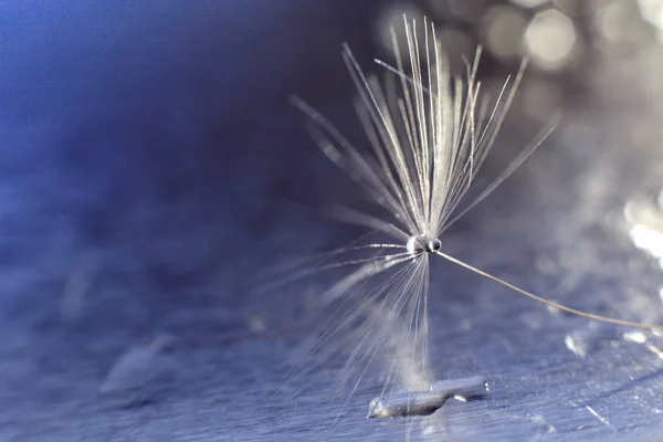 a drop of water on a dandelion. dandelion on a blue background with  copy space close-up