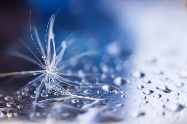 a drop of water on a dandelion.dandelion seed on a blue background with  copy space close-up