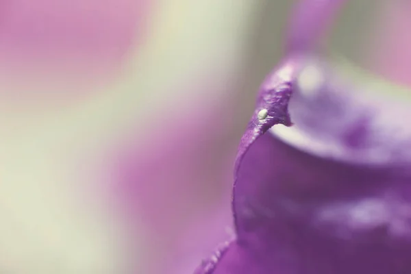 purple flower campanula close up.  abstract flower background.