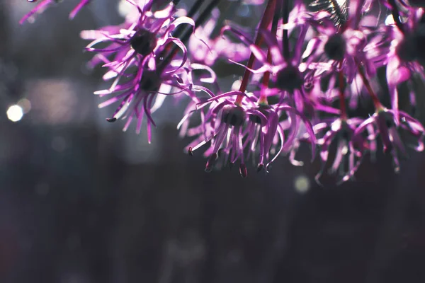 wild onions closeup.  purple flower background. wild leek background.