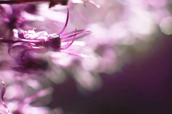 wild onions closeup.  purple flower background. wild leek background.