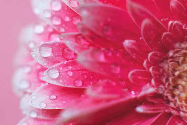 Pink Gerbera flower petals with drops of water, macro on flower. Beautiful abstract background