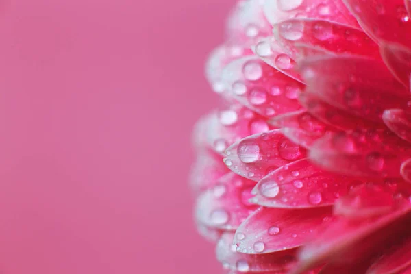 Pink Gerbera flower petals with drops of water, macro on flower. Beautiful abstract background