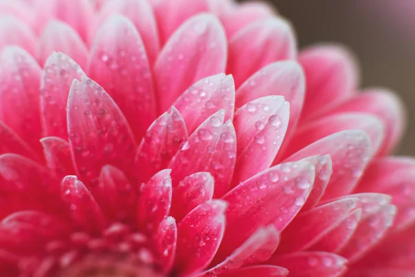 Pink Gerbera flower petals with drops of water, macro on flower. Beautiful abstract background