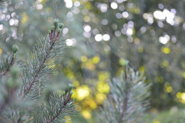 Üzerlerinde çam dalları ve örümcek ağları, sonbahar ormanlarında güneşin parlaklığına karşı..