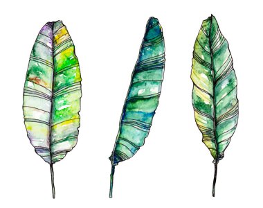 Vector watercolor palm leaves clipart