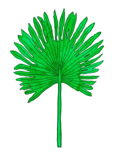 Vektor Aquarell Palmblätter — Stockvektor