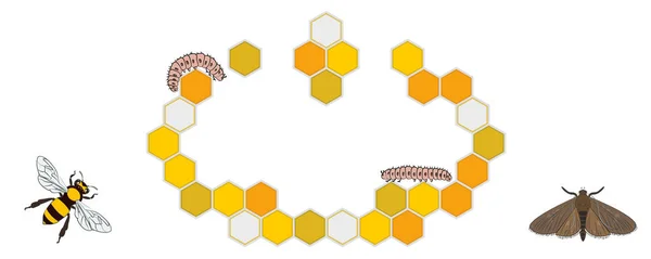 Пчела Восковая Моль Восковой Червь Пчелиная Расческа — стоковый вектор