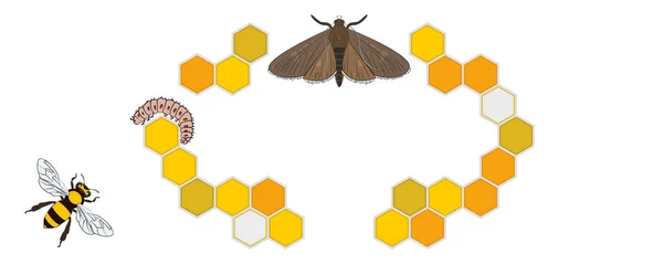 Пчела Восковая Моль Восковой Червь Пчелиная Расческа — стоковый вектор