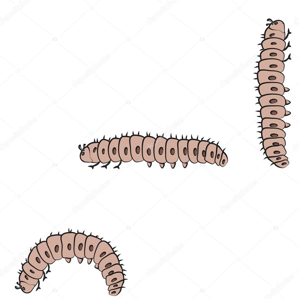 Wax worm vector illustration