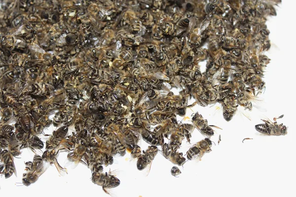 Ölü arı arı kovanı