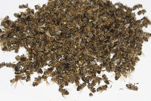 Tote Bienen Bienenhaus — Stockfoto