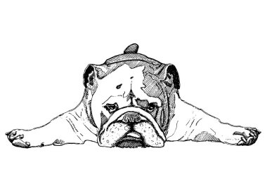 Siyah beyaz bir bulldog vektör çizim
