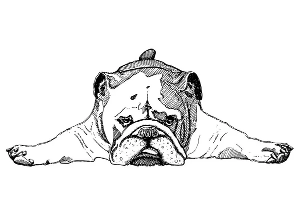 Vector Illustration Bulldog Black White — Stock Vector
