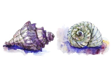 Deniz kabukları suluboya ve vektör renkli illüstrasyon