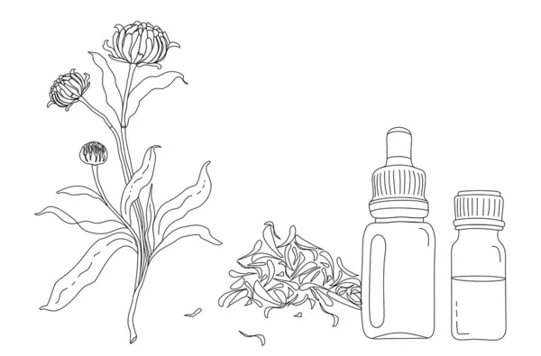 Ручной Рисунок Ботанической Иллюстрации Цветка Календулы Листьев Лепестков Бутылок Масла — стоковый вектор