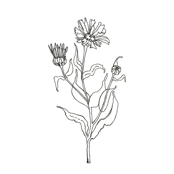 Handritad Linjär Illustration Torkade Calendula Blommor För Hemgjord Sjukvård Såsom — Stockfoto