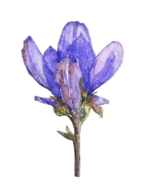 Handritad Akvarell Botanisk Illustration Krokus Blomma — Stockfoto