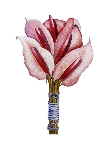 Handritade Akvarell Botaniska Illustration Anthurium Blommor — Stockfoto