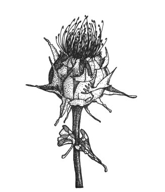 Süt devedikeni siyah mürekkep el çizilmiş botanik illüstrasyon